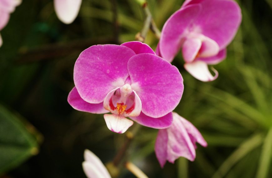Bright pink orchids bloom in vibrant detail.