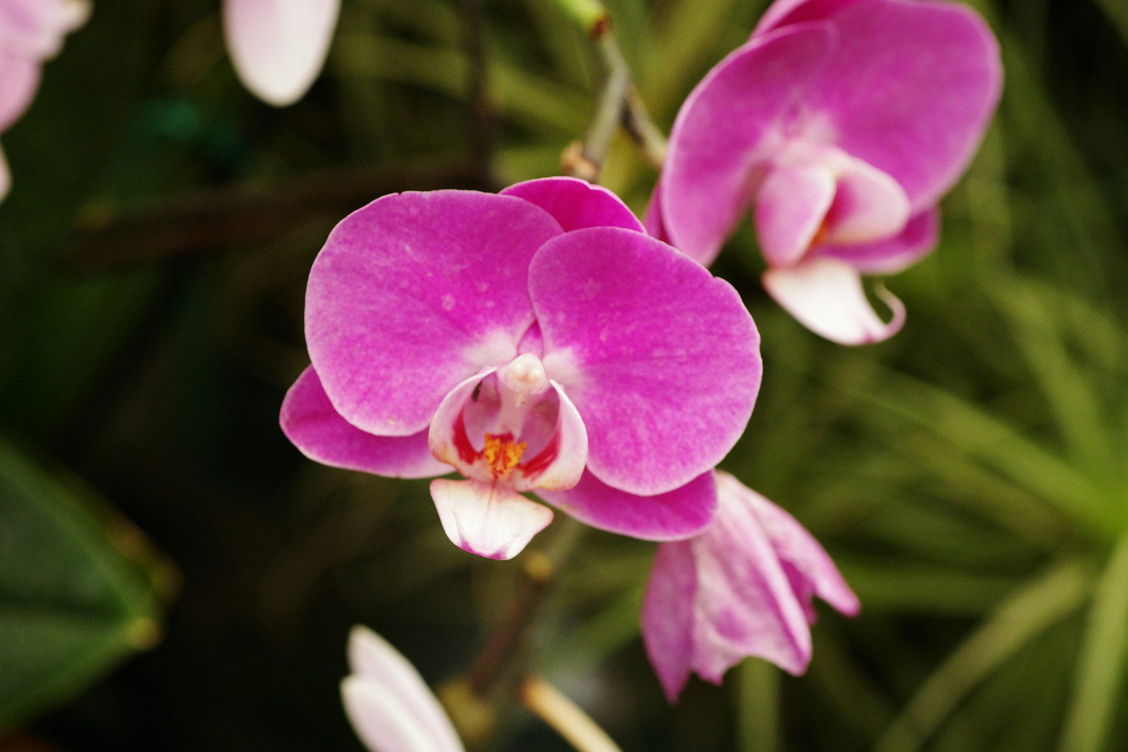 Bright pink orchids bloom in vibrant detail.
