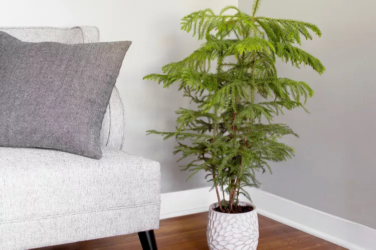 Potted Christmas Trees That Actually Thrive Indoors
