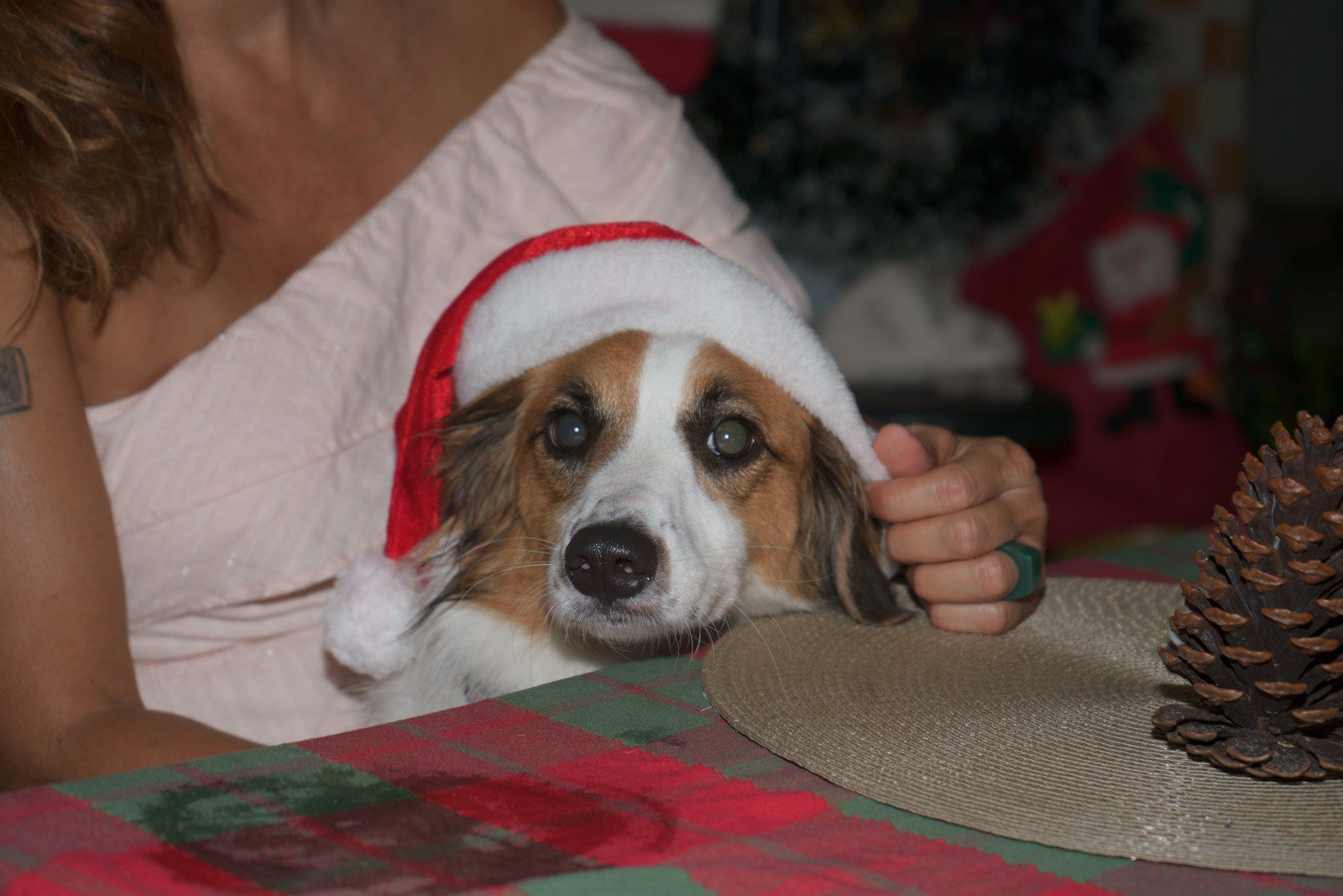A dog wearing a santa hat sitting at a table