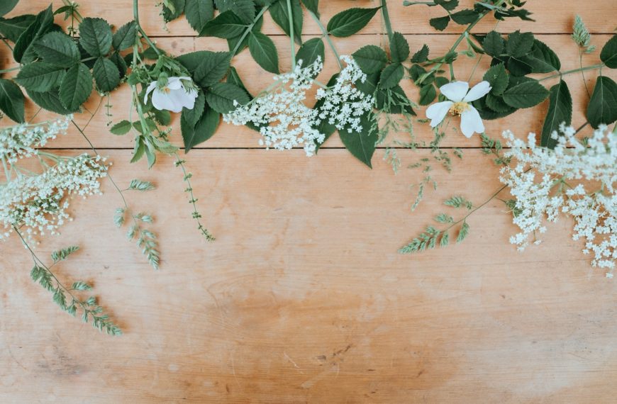 white petaled flowers with green leaves