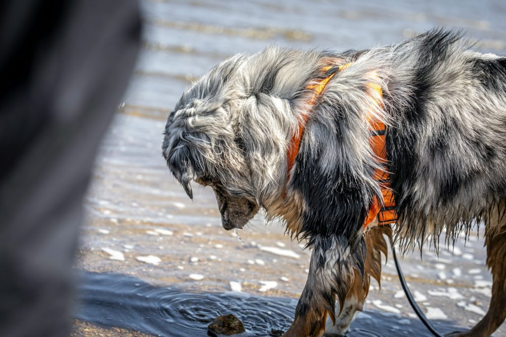 a wet dog standing in a body of water