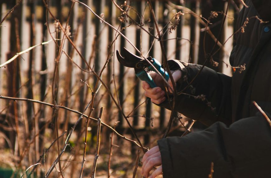 Person using pruning shears to trim a shrub in an autumn garden.