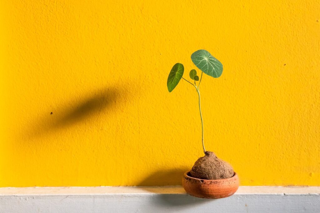 ceramic, earth pot, clay pot, flower pot, plant, growing, orange wall, nature, shadow, horticulture, botany