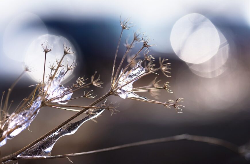 ice, ice storm, frost, bokeh, cold, sunlight, winter