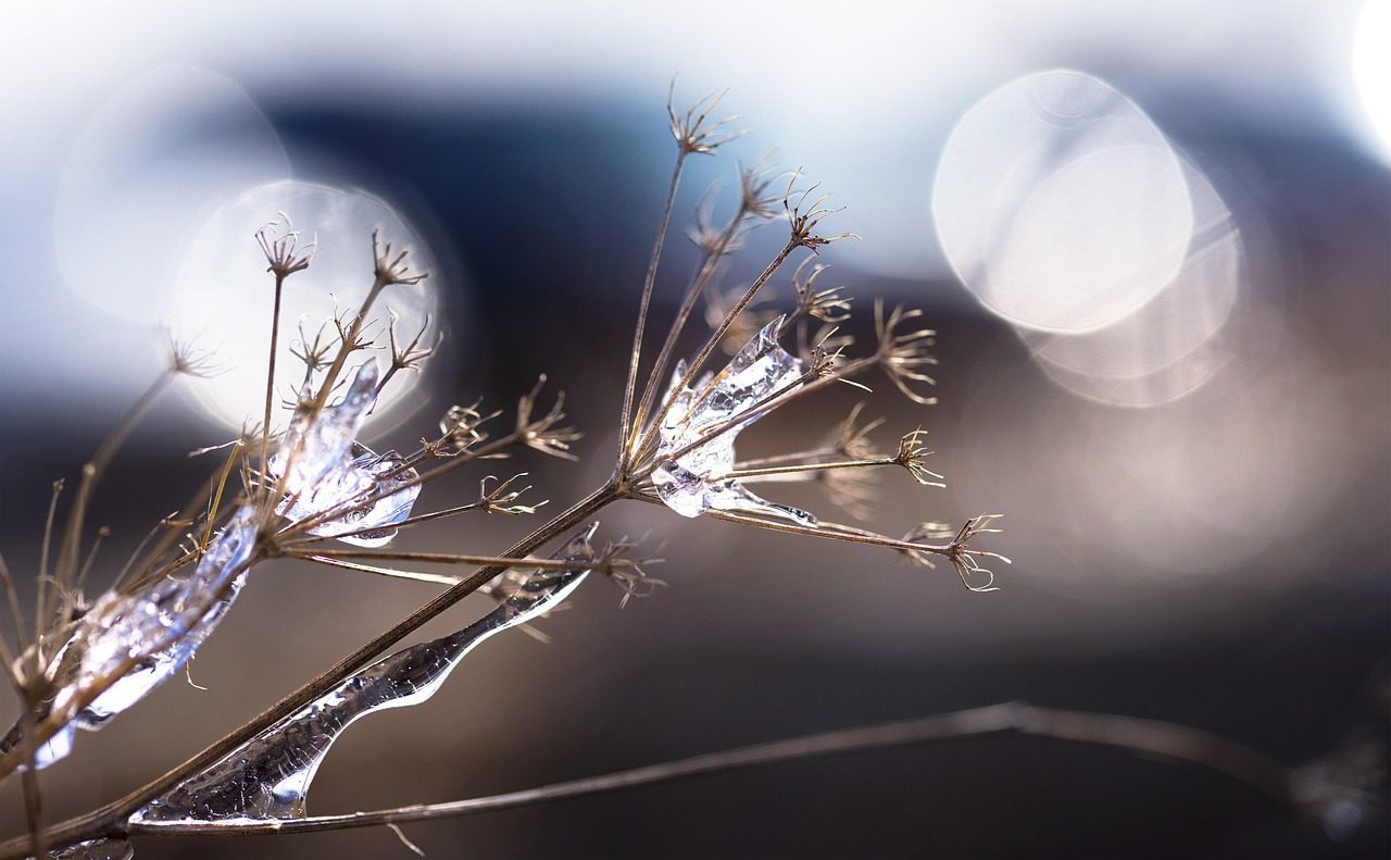 ice, ice storm, frost, bokeh, cold, sunlight, winter