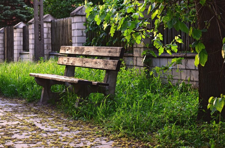 bench, wooden, bus stop, nature, sidewalk, grass, empty, tree, green bus, green stop, bus stop, bus stop, bus stop, bus stop, bus stop