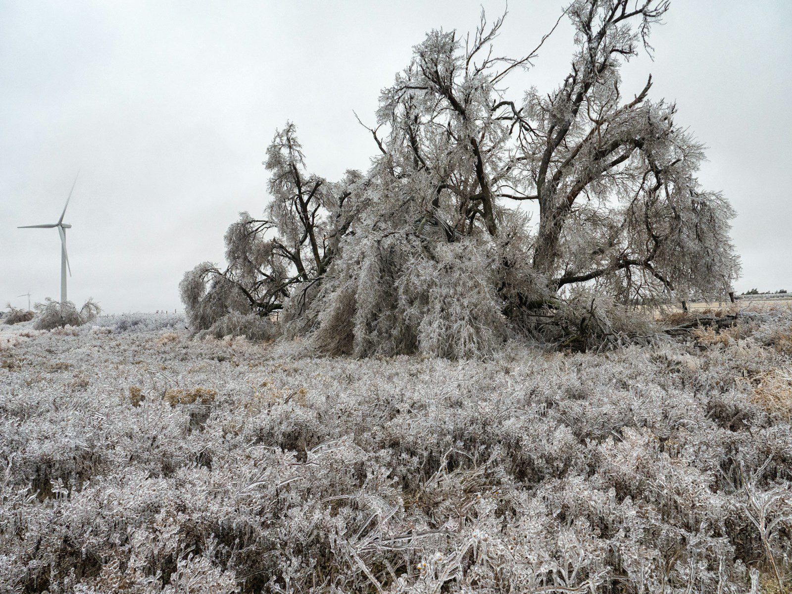 A frosty field with a wind turbine in the background