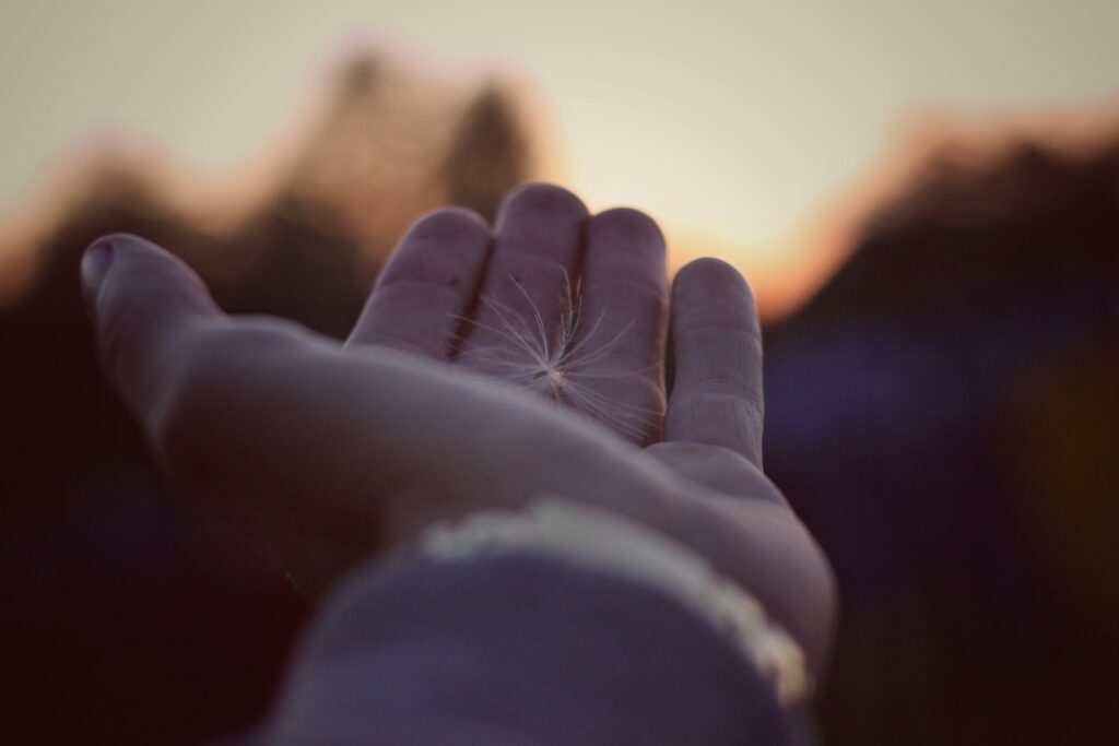 person holding dandelion