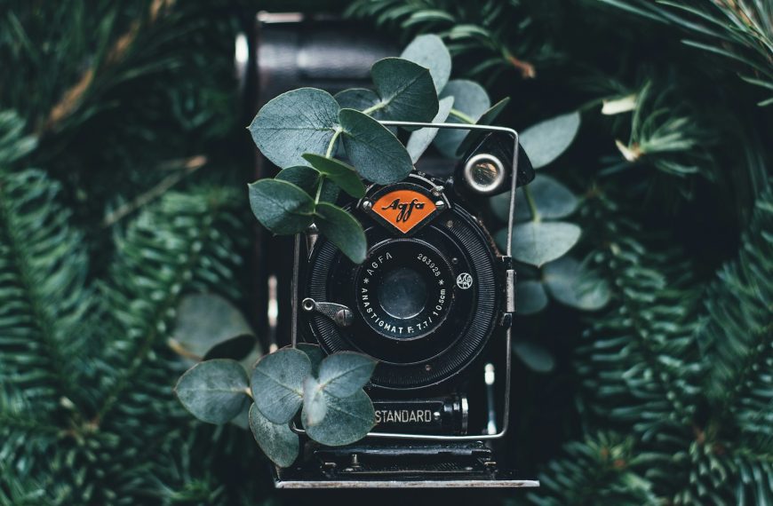 black digital camera near green leaves