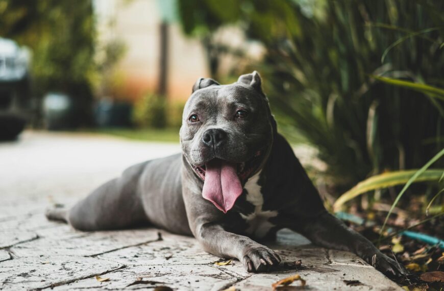 short-coated gray dog near green leafed plants
