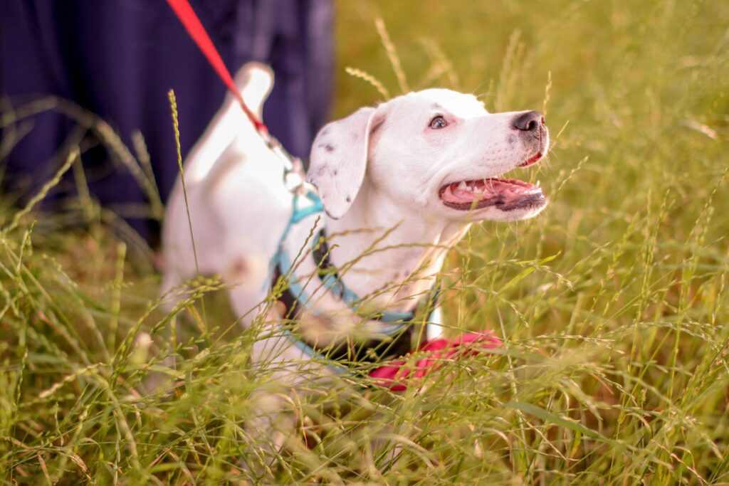 white short coated dog on green grass field during daytime