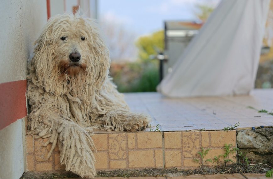 a dog that is sitting on the side of a building