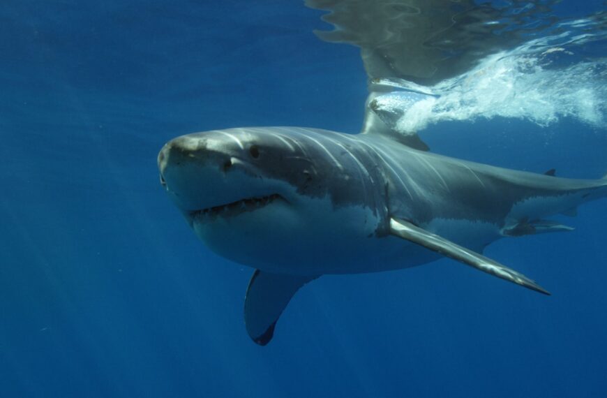 a great white shark swimming in the ocean