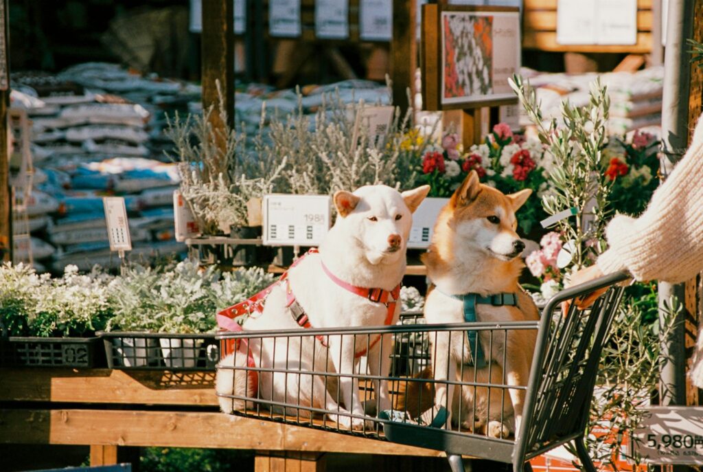 Two dogs sitting in a shopping cart in a flower shop