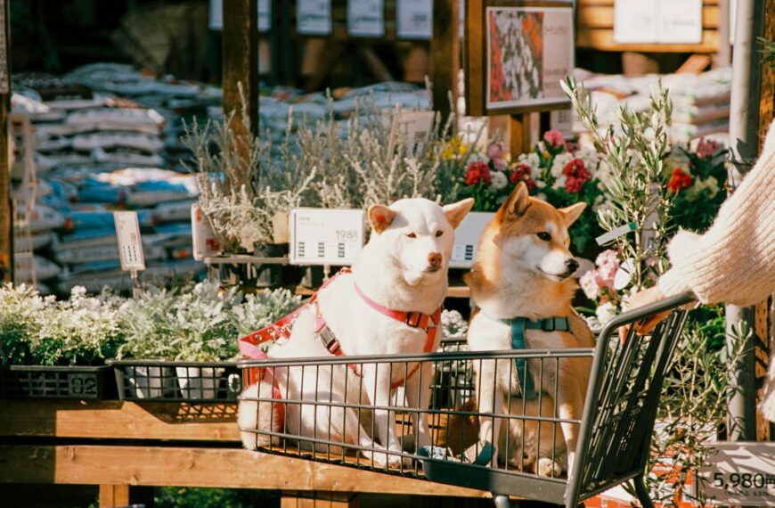 Two dogs sitting in a shopping cart in a flower shop