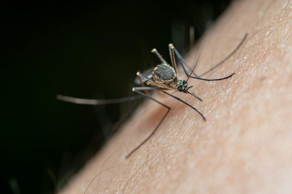 Detailed macro shot of a mosquito on human skin, highlighting nature and insect life.