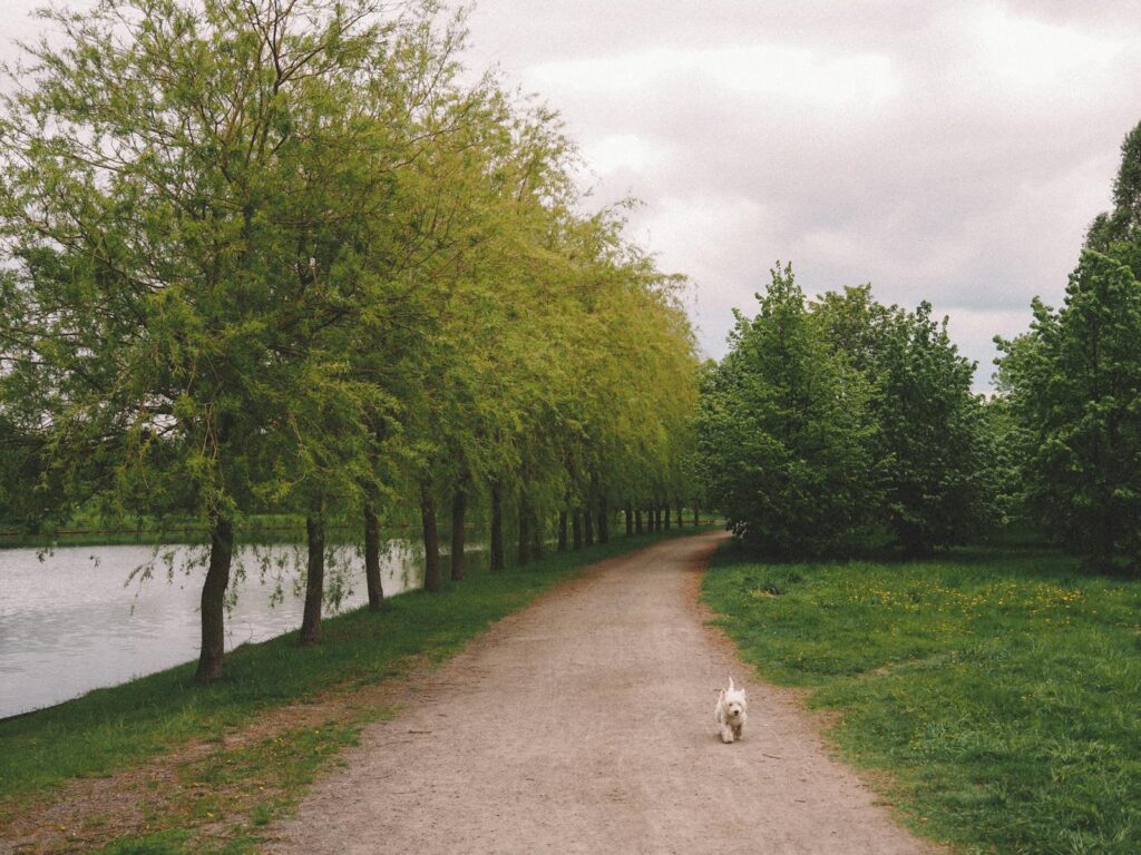 A tranquil park scene with a pathway lined by trees and a dog walking in spring.