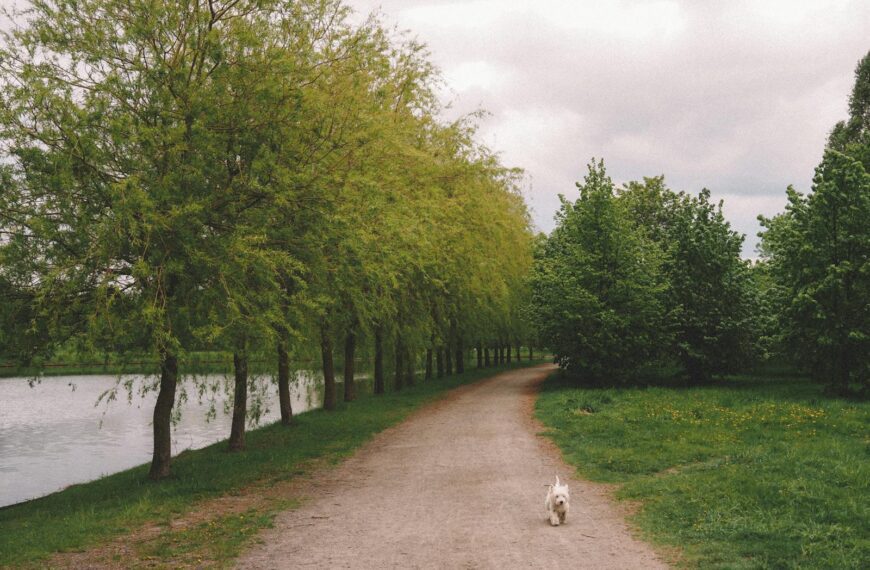 A tranquil park scene with a pathway lined by trees and a dog walking in spring.