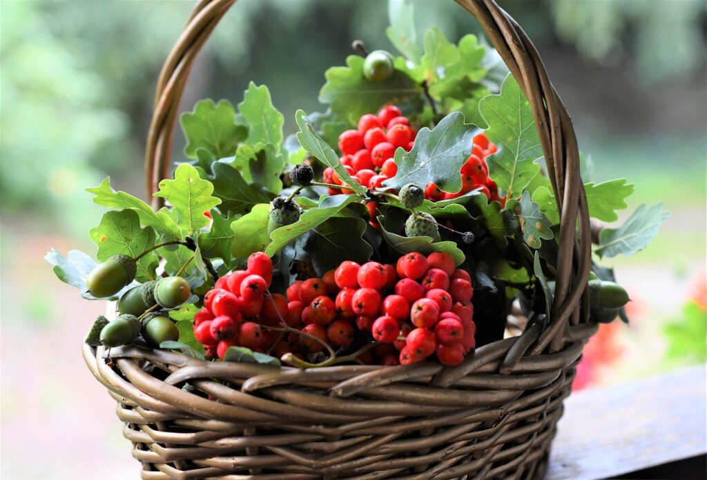 fruits, berries, fruit basket, basket, basket of fuits, basket of mixed fruits, harvest, produce, organic, fresh fruits, fresh berries, fresh produce, acorns, still life, arrangement, fruit basket, fruit basket, fruit basket, fruit basket, fruit basket