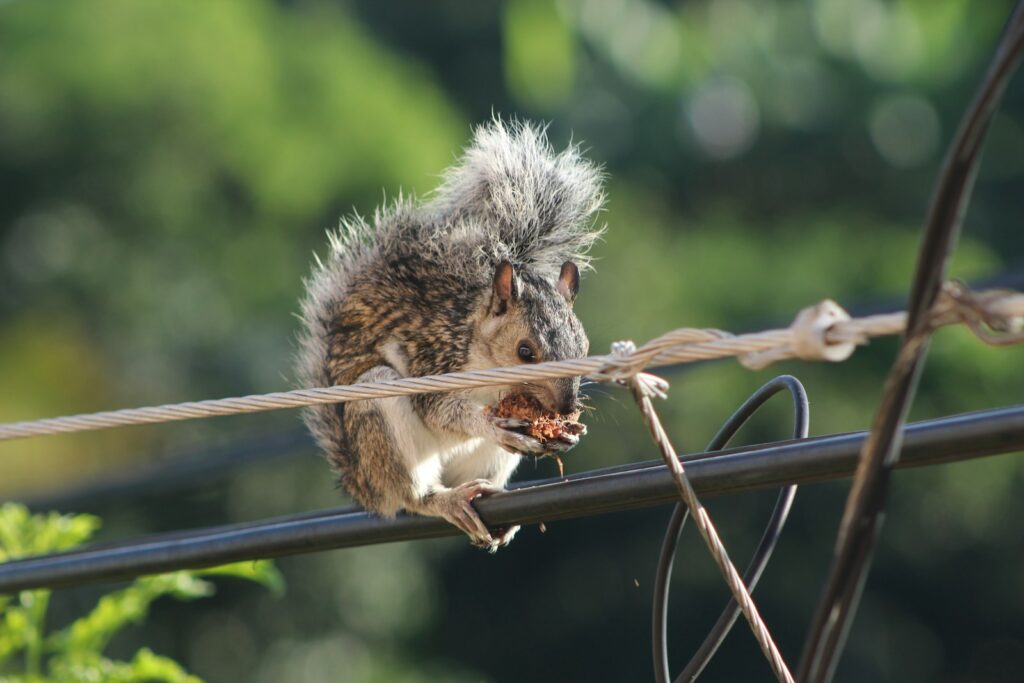 brown squirrel on brown wooden fence during daytime