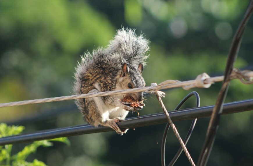 brown squirrel on brown wooden fence during daytime
