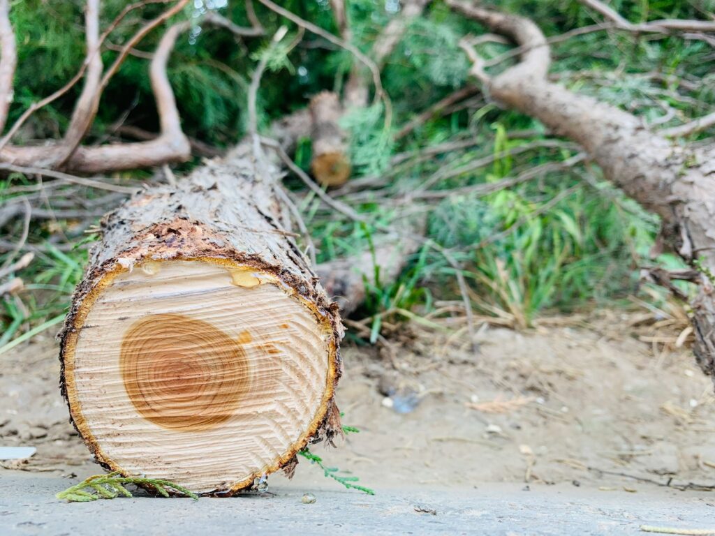 brown tree trunk during daytime close-up photography