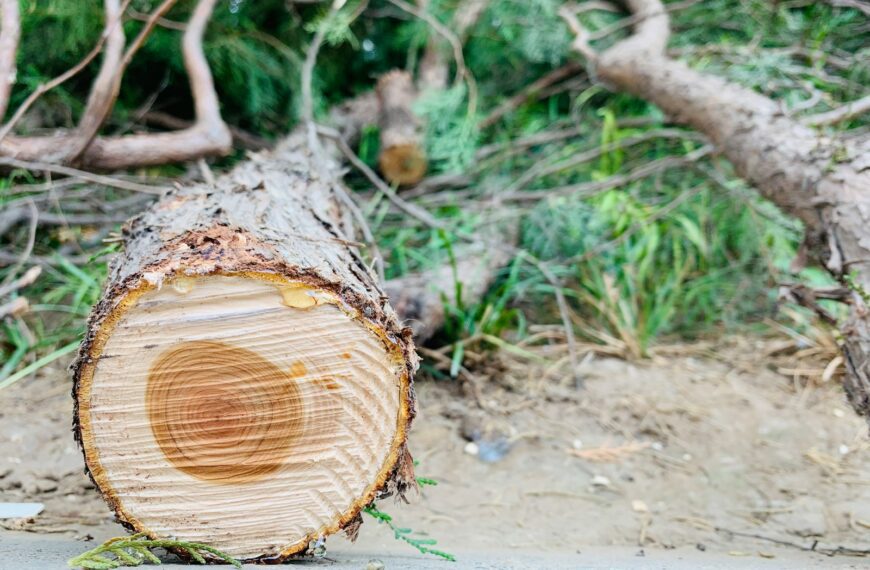 brown tree trunk during daytime close-up photography