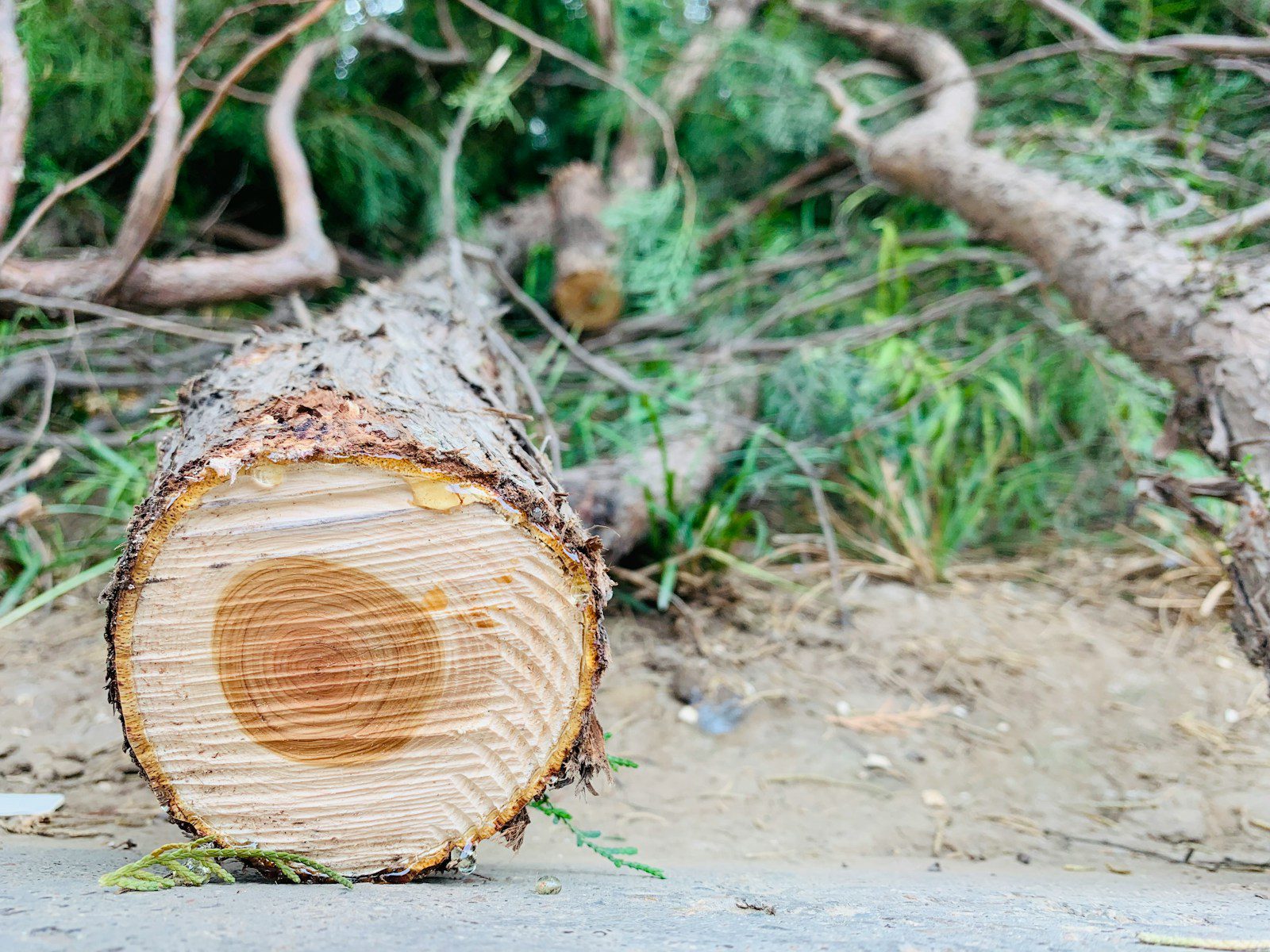 brown tree trunk during daytime close-up photography