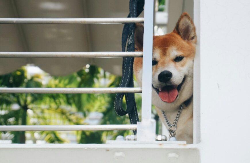 brown and white short coated dog on white wooden frame