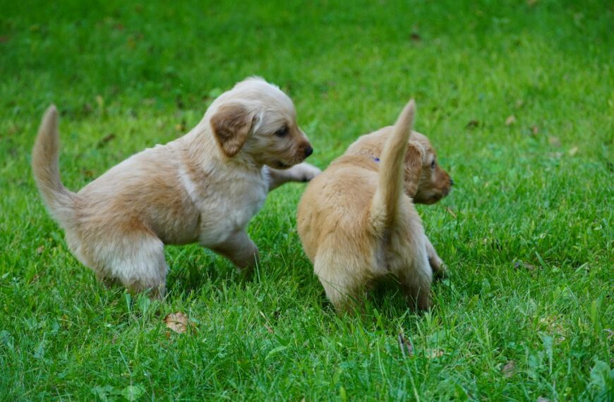 two puppies playing with each other in the grass