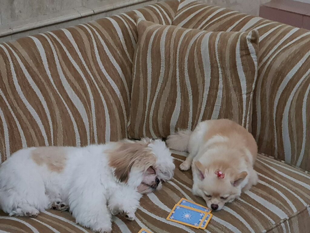 two small dogs laying on a couch next to each other