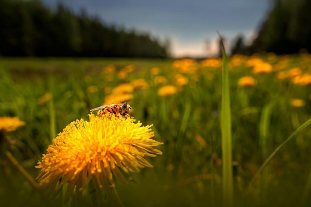 Close-up of a honey bee perched on a bright yellow dandelion flower in a natural setting.