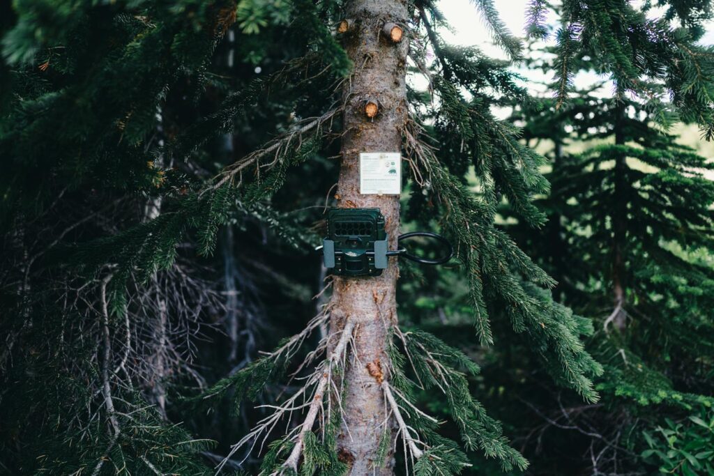 A forest camera is mounted on a tree in Jasper, Canada, surrounded by lush greenery.