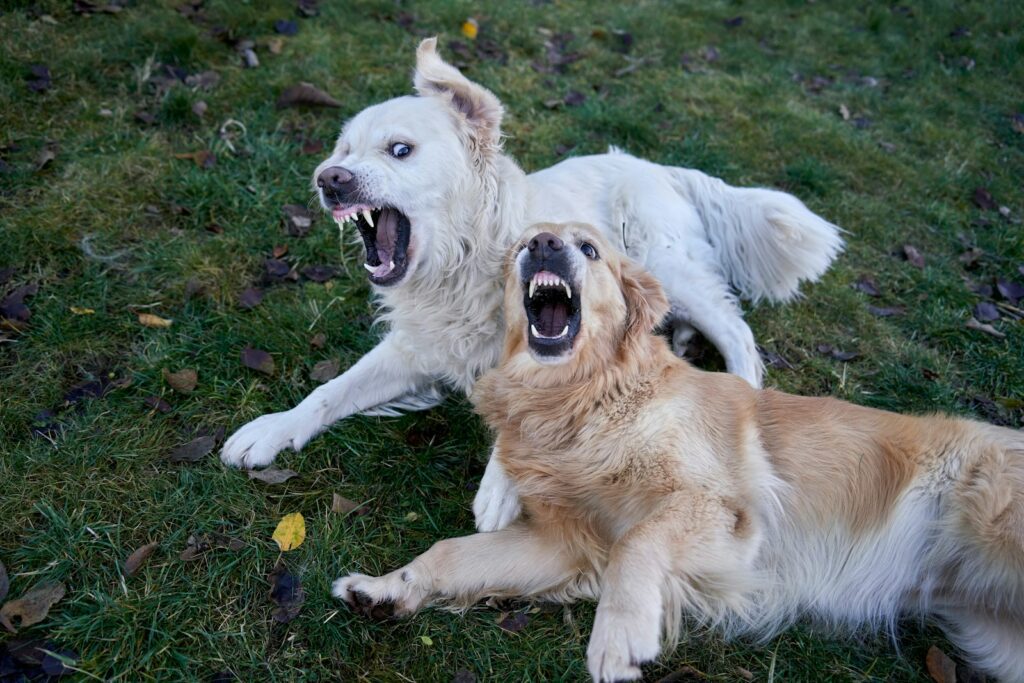 Two dogs play fighting with open mouths.