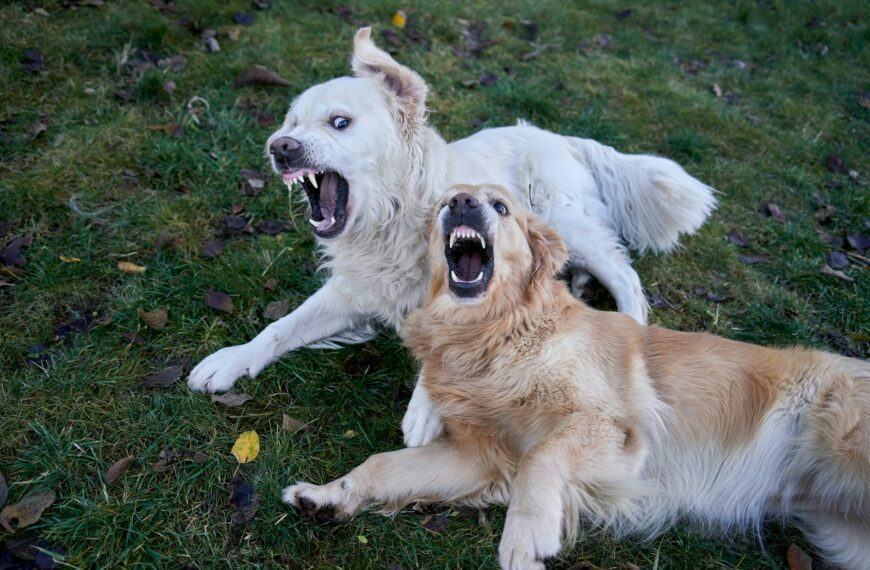 Two dogs play fighting with open mouths.