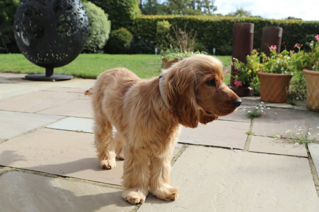 A fluffy golden cocker spaniel dog stands on a patio.