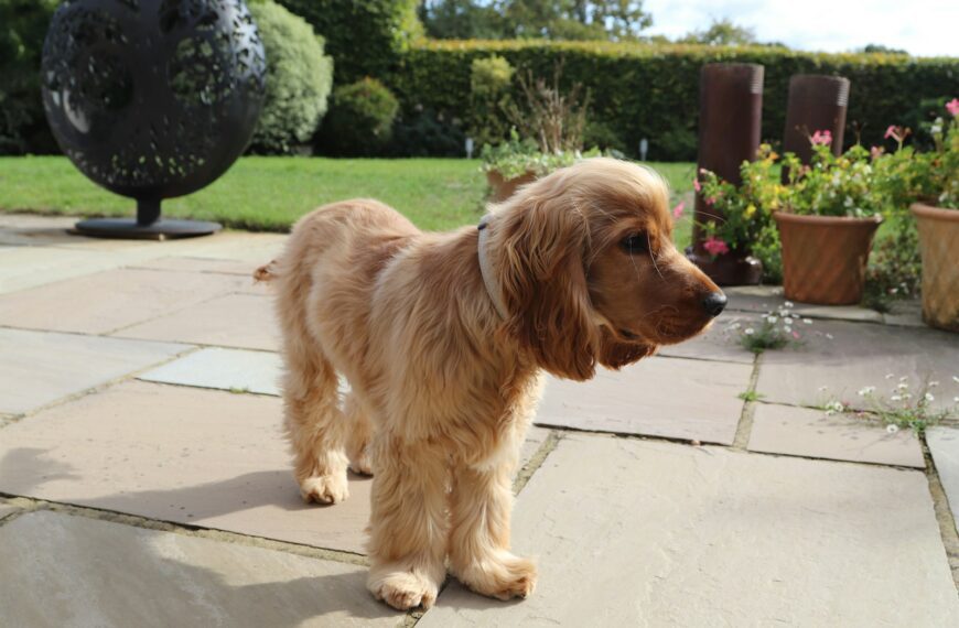 A fluffy golden cocker spaniel dog stands on a patio.