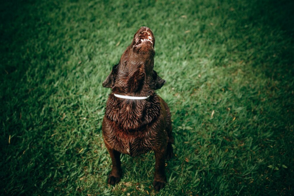 black short coat medium dog sitting on green grass field during daytime