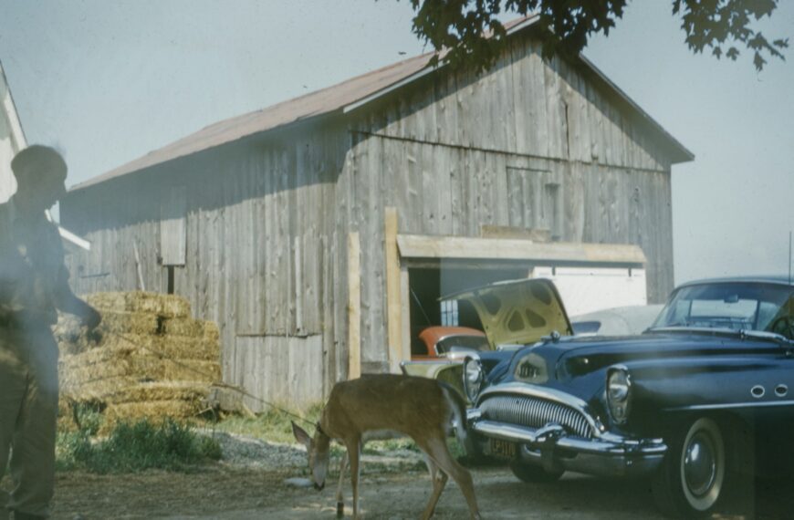 dog beside black car