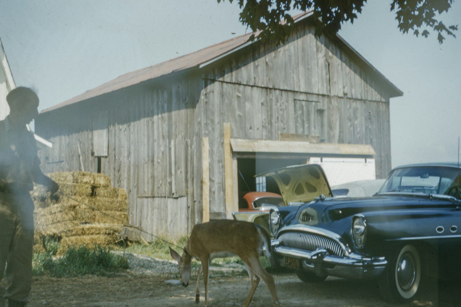 dog beside black car