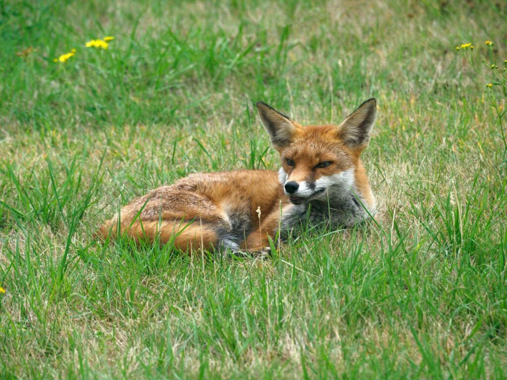 A red fox lies comfortably in a grassy field, showcasing its natural beauty.