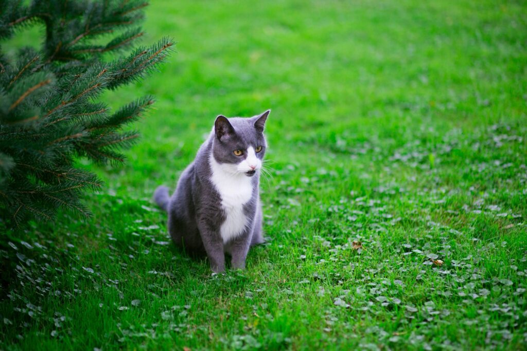 sitting gray and white cat near green leaf plant