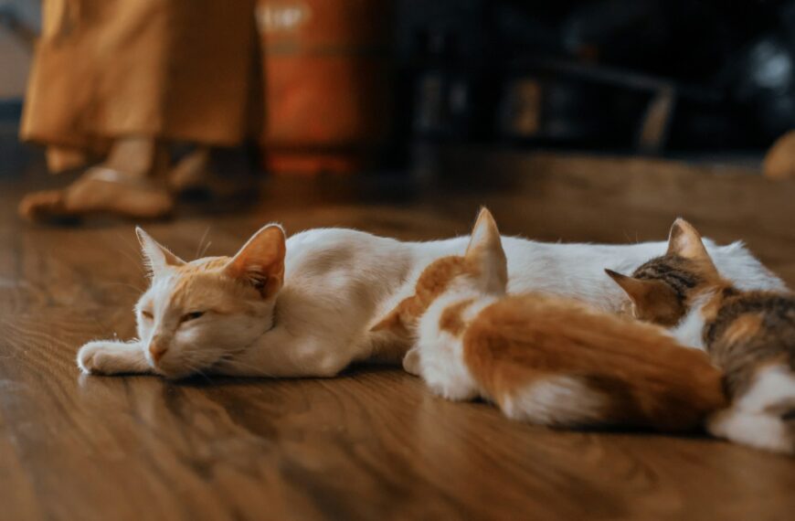 a couple of cats laying on top of a wooden floor