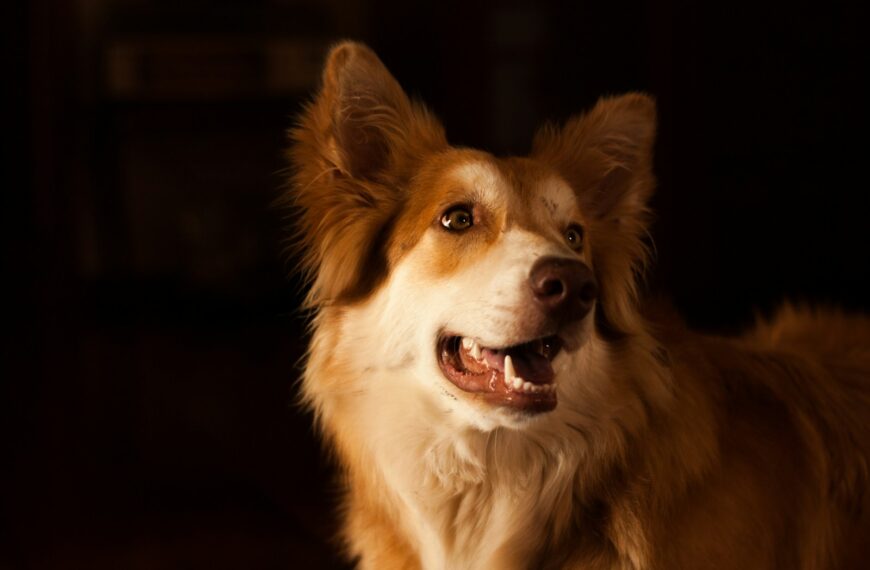 adult white and brown dog