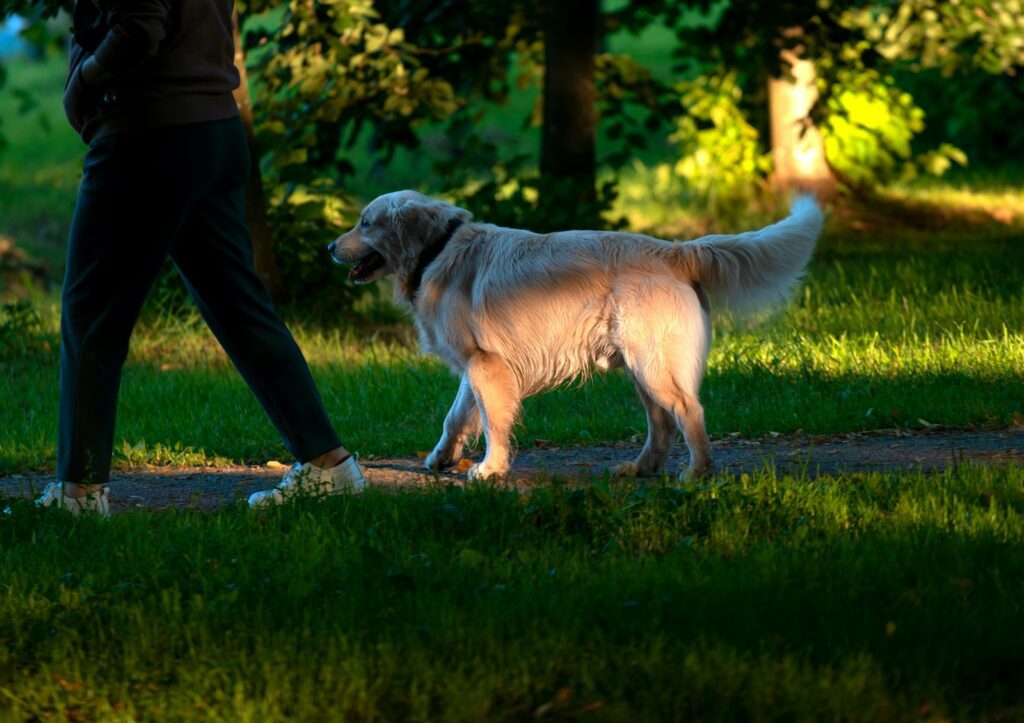 a person walking a dog in a park