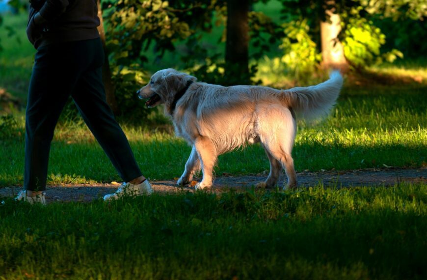 a person walking a dog in a park