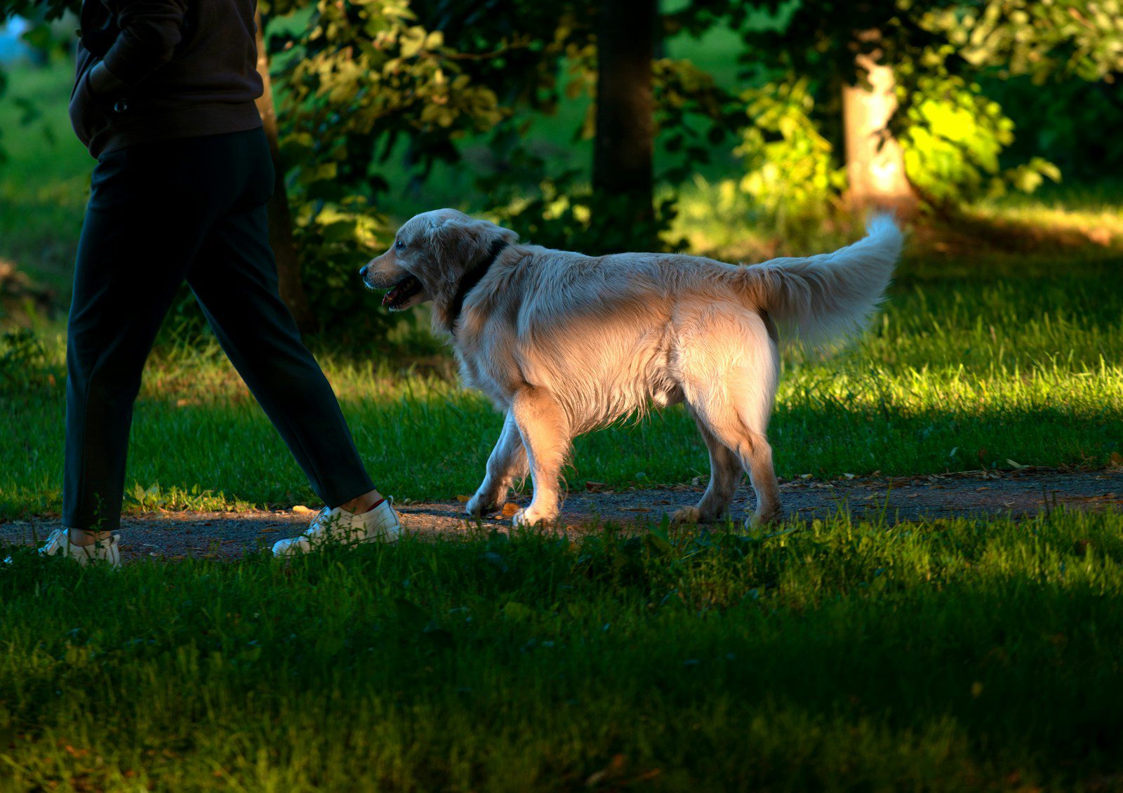 a person walking a dog in a park