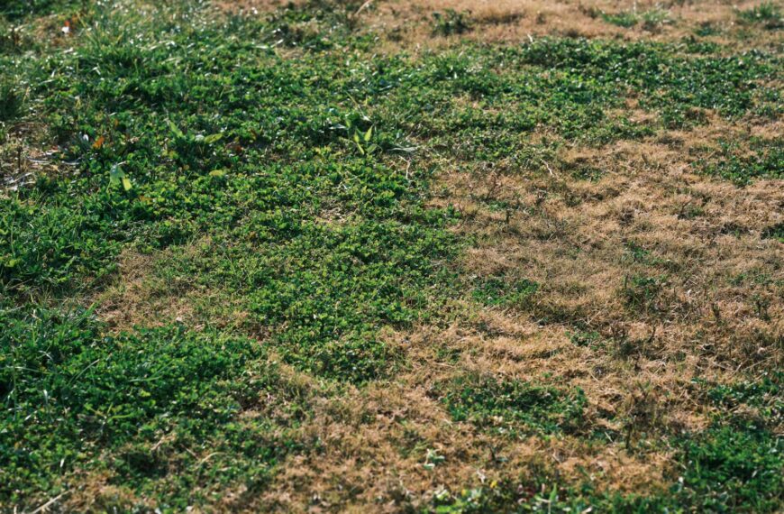 A vibrant mix of green and brown grass in an outdoor meadow showing natural growth and variation.