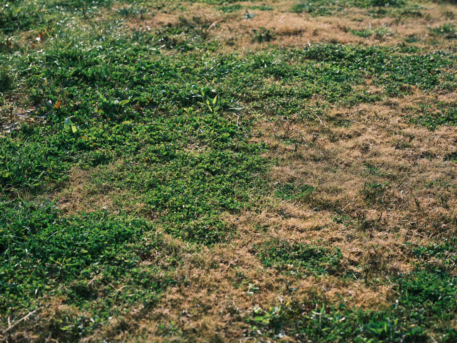 A vibrant mix of green and brown grass in an outdoor meadow showing natural growth and variation.